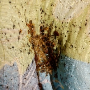 Уничтожение насекомых в Череповце (гостинка)
