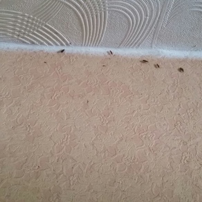 Выведение тараканов в квартире цена Череповец