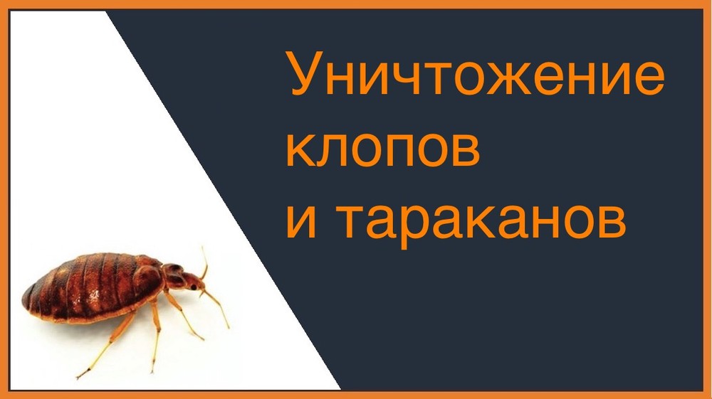 Уничтожение клопов и тараканов в Череповце