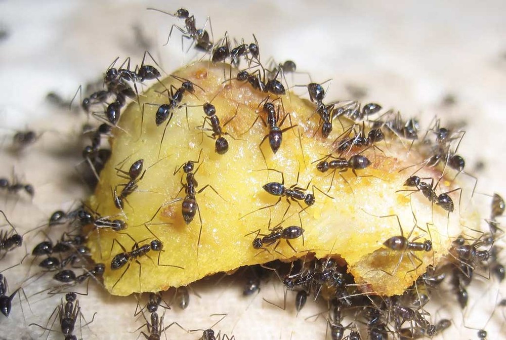 Уничтожение муравьев в квартире в Череповце