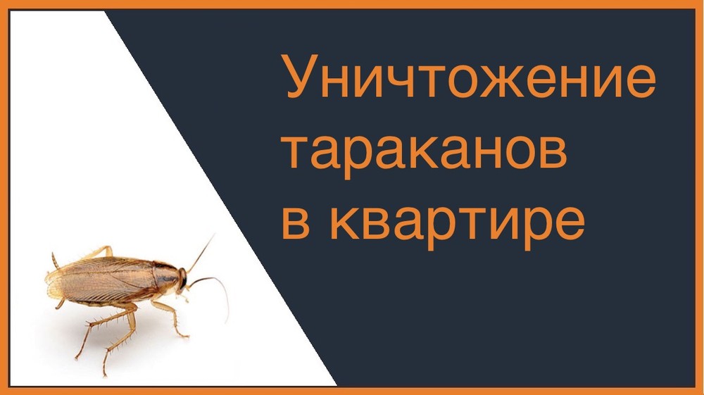 Уничтожение тараканов в квартире в Череповце