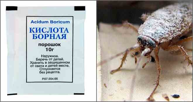 Борная кислота от тараканов – отзывы в Череповце