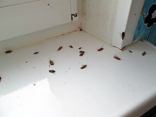 Дезинфекция от тараканов в Череповце – цены