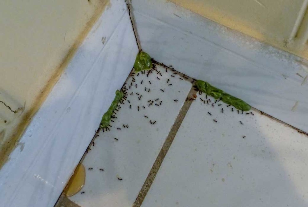 Обработка от муравьев в Череповце